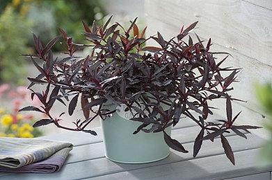 玩家测试《天国：拯救2》惊人细节 街上撒钱NPC狂捡贵族无视